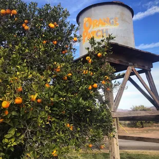 an orange tree in front of a water tower