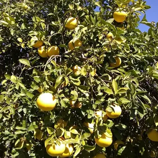 Grapefruit tree