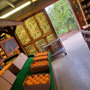 Orange trees right outside