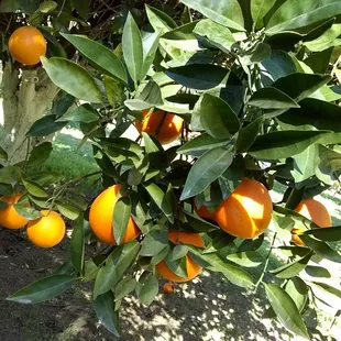 Orange grove