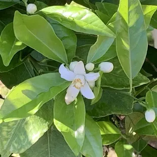 Orange blossoms 3/25/24