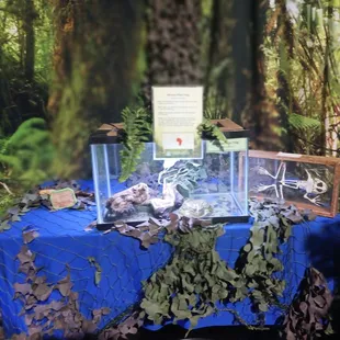 Reptile exhibit