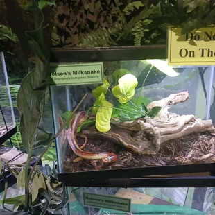 Reptile exhibit