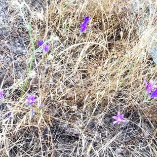 Lots of wildflowers on the nature trail