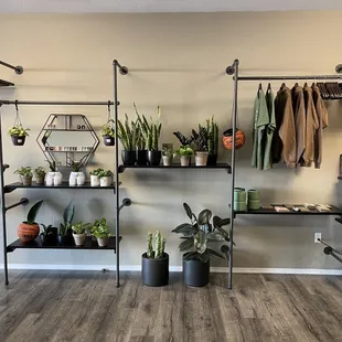 Our first collection of house-plants.  From snake plants, phothos variations, and rubber trees, all are for sale.