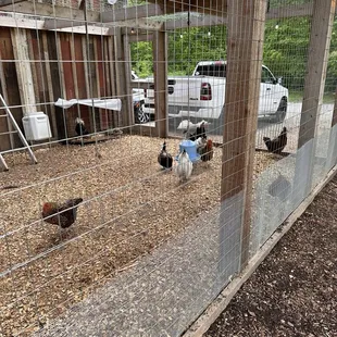 Chicken Coop at &quot;The Coop&quot;
