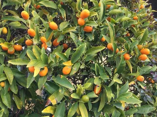 El Rancho Mobile Home Park