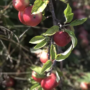 Great orchard to bring kiddos!