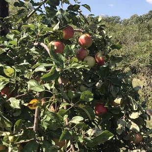 Short trees for kids to pick too