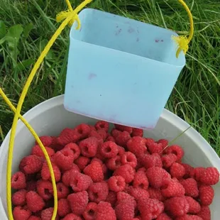 U-Pick Raspberries at the Orchard Store at Old Homestead.