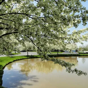 Beautiful in the spring