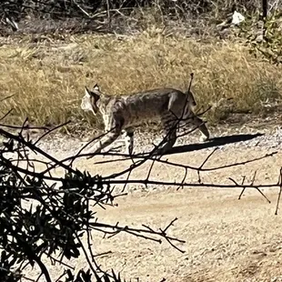 Big ol bobcat across the street