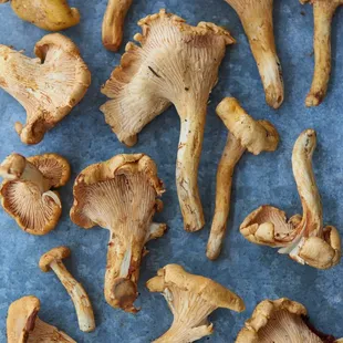 Wild foraged chanterelle Mushrooms. Oren's Kitchen