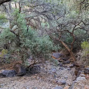 Dripping Springs Trail | Instagram: @telephonesmoothie