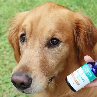 Organic CBD Garden Tincture Oil and Treats for Pets