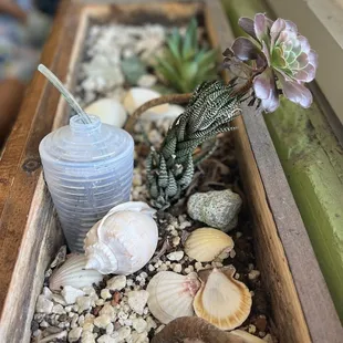 Succulents