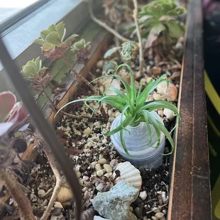 Succulents