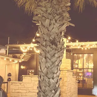 Parked outside by the palm tree