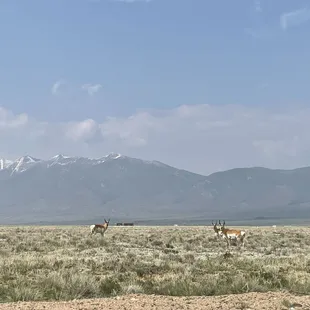 Where the deer and the antelope play