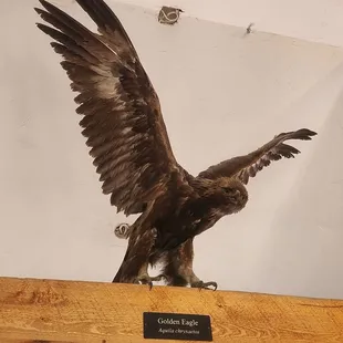 Golden eagle