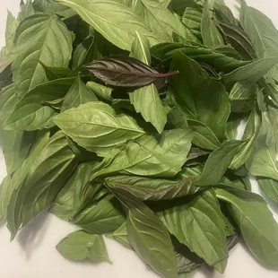Fresh plucked Thai Basil