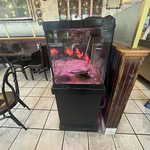 3 hot pink fish who are really pretty cute