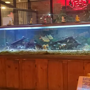 a fish tank in a restaurant