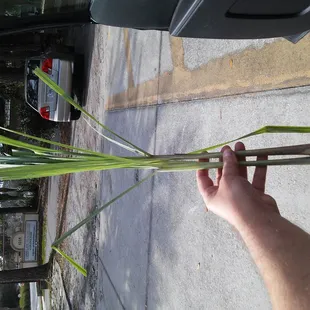 Fresh lemongrass they cut from their garden while I watched!