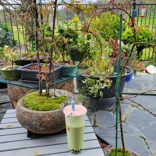 Avocado smoothie with boba!