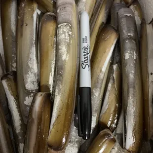 Live razor clams