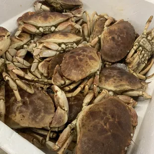 a white container filled with crabs