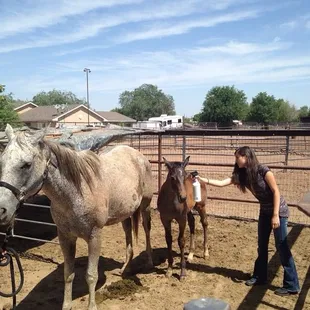 Horse care at Orona's Ranch