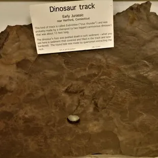 Dinosaur Track - found in Hartford, Ct.