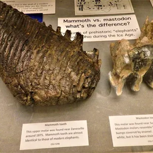 Mammoth &amp; Mastodon Jaw