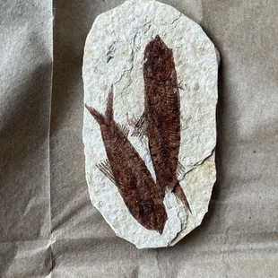 Fish Fossil purchased from Gift Shop