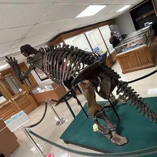 Giant Sloth Skeleton
