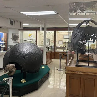 Glyptodon Skeleton