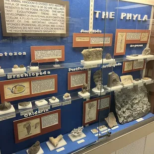 Case of Pre-Cambrian Fossils