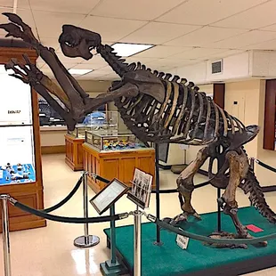 A skeleton of the giant ground sloth Megalonyx from the Pleistocene of Ohio, on display in the Orton Geological Museum.