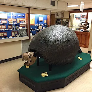 The skeleton of a Glyptodon from the Pleistocene of Patagonia. On display in the Orton Geological Museum.