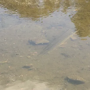 Alligator Gar