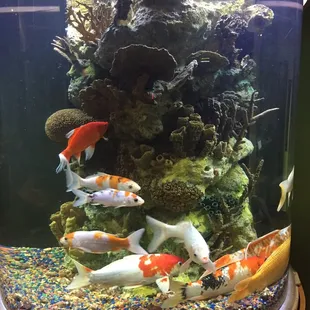 Giant Koi fish