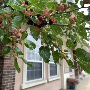 mulberry tree