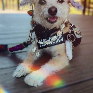 My service dog and I were denied service at this restaurant. Because the manager said I didn't look disabled enough. Ableist!