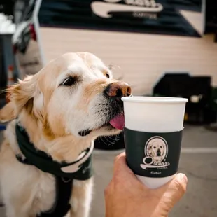 a dog licking a cup of coffee