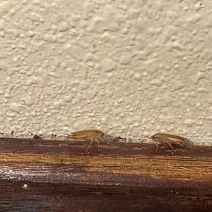 Roaches everywhere. This was beside our table.