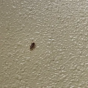 On the main wall facing their doors.