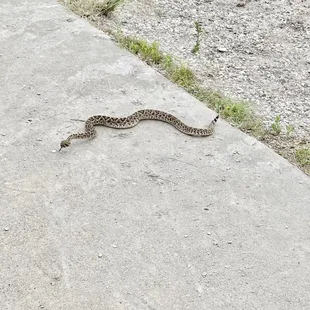 Harmless baby rattlesnake