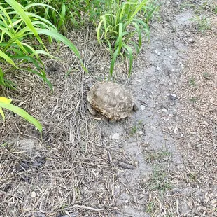 Tortoise