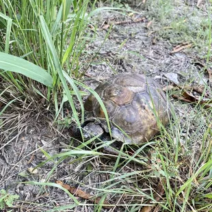 Tortoise